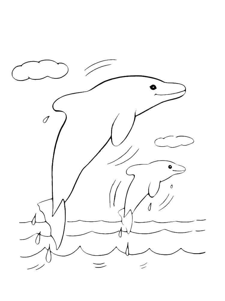 Название: Раскраска Дельфинчики любят играть. Категория: дельфин. Теги: Подводный мир, дельфин.