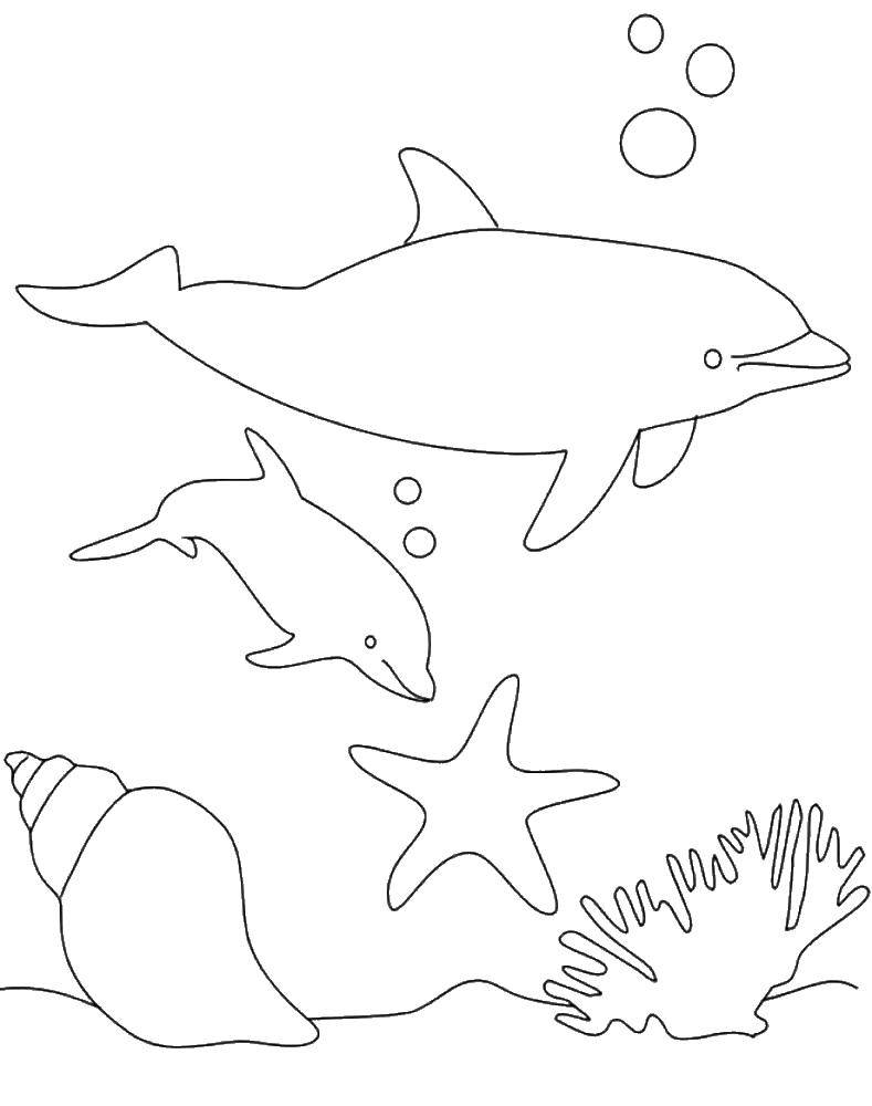 Название: Раскраска Дельфины и ракушки. Категория: дельфин. Теги: дельфин, ракушка, кораллы, звезда.