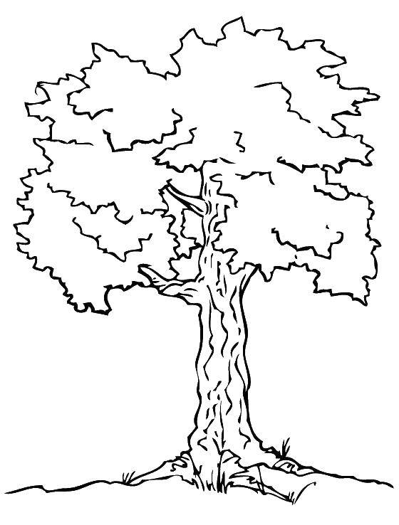 Coloring Wood and big crown. Category The contour of the tree. Tags:  tree, crown, branch.