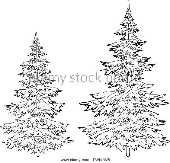 Название: Раскраска Елочки в снегу. Категория: дерево. Теги: Деревья, лист.