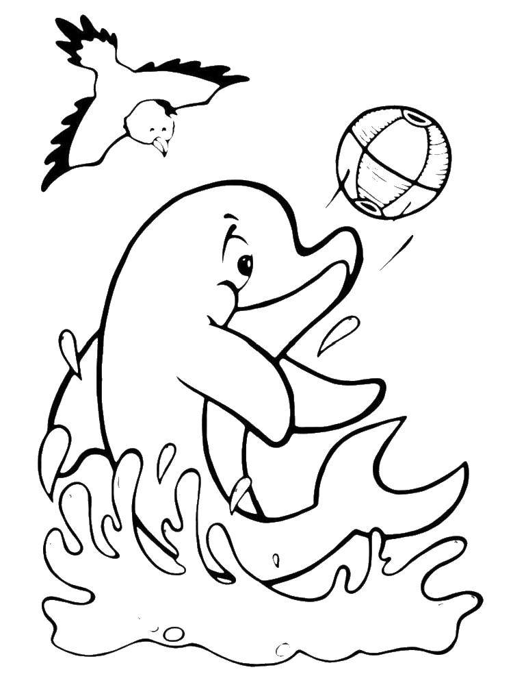 Название: Раскраска Игры с мячиком дельфина. Категория: дельфин. Теги: Подводный мир, дельфин.