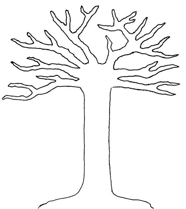 Название: Раскраска Контур голого дерева. Категория: Контур дерева. Теги: контур, дерево, ветки.