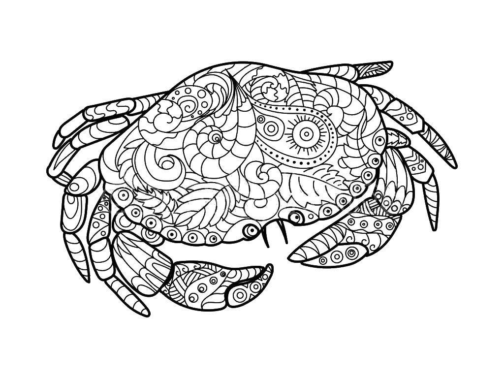 Coloring Crab in osorcica. Category crab. Tags:  Patterns, animals.