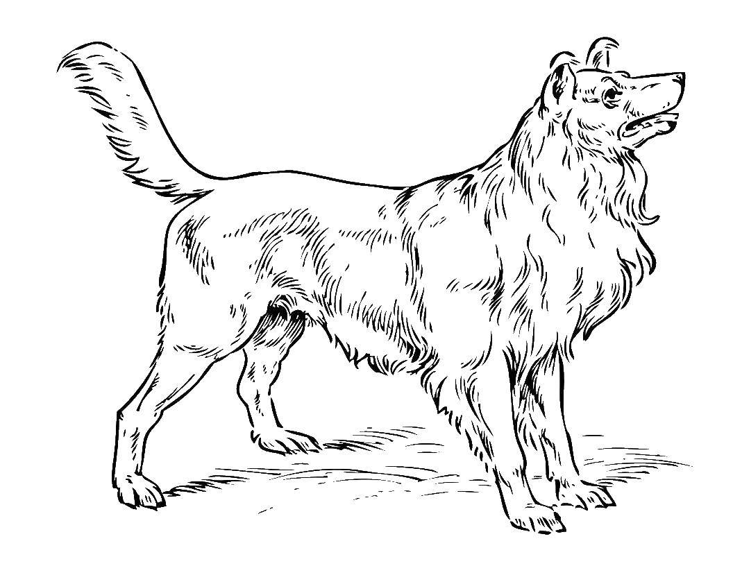 Название: Раскраска Красивая длинношерстная собака. Категория: животные. Теги: Животные, собака.