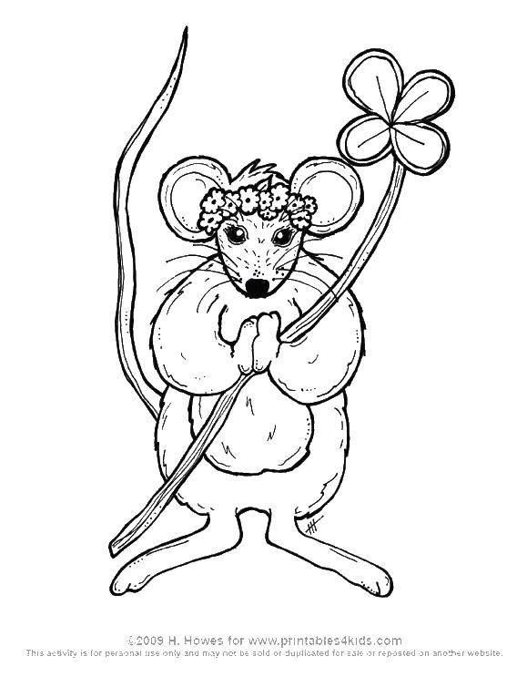 Название: Раскраска Красивая мышка. Категория: Животные. Теги: Животные, мышка.