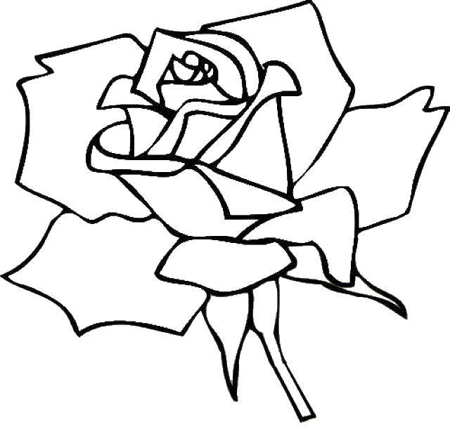 Coloring Rose petals. Category The contours of a rose. Tags:  Flowers.
