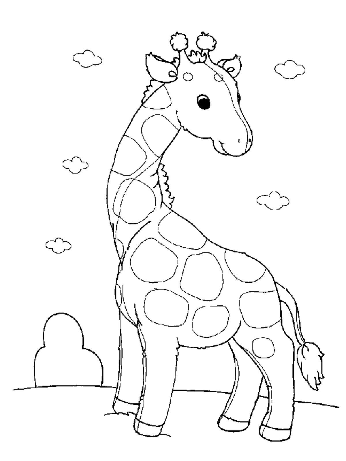 Название: Раскраска Маленький пятнистый жираф. Категория: животные. Теги: Животные, жираф.