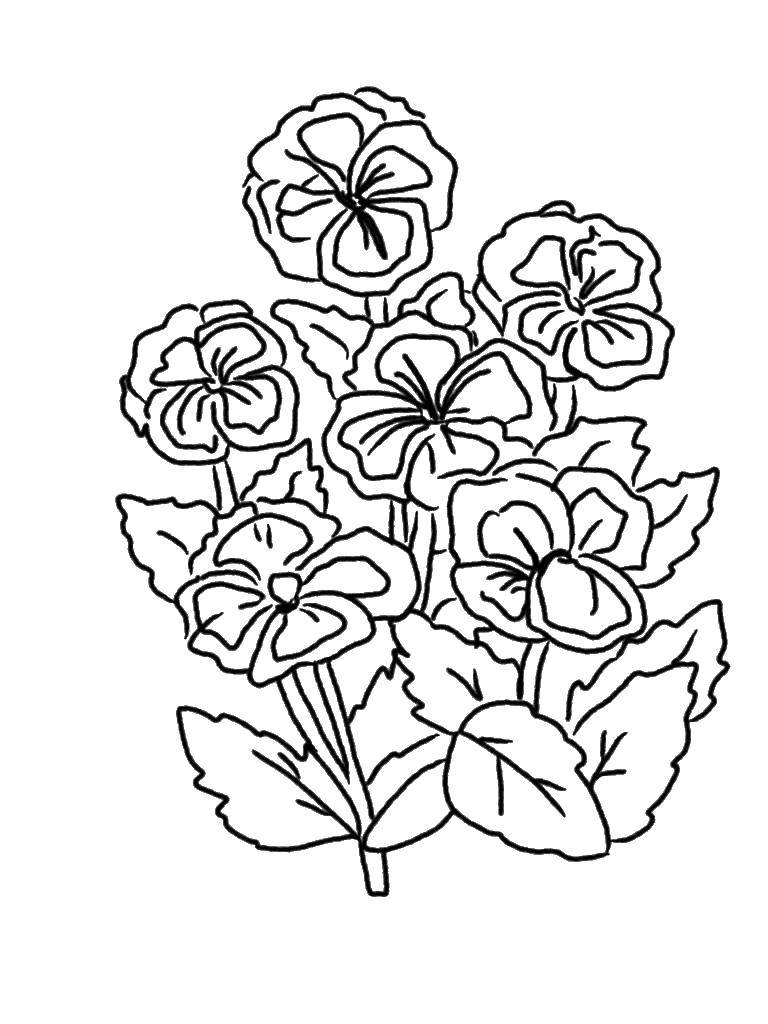 Coloring A lot of pansies. Category flowers. Tags:  Flowers.