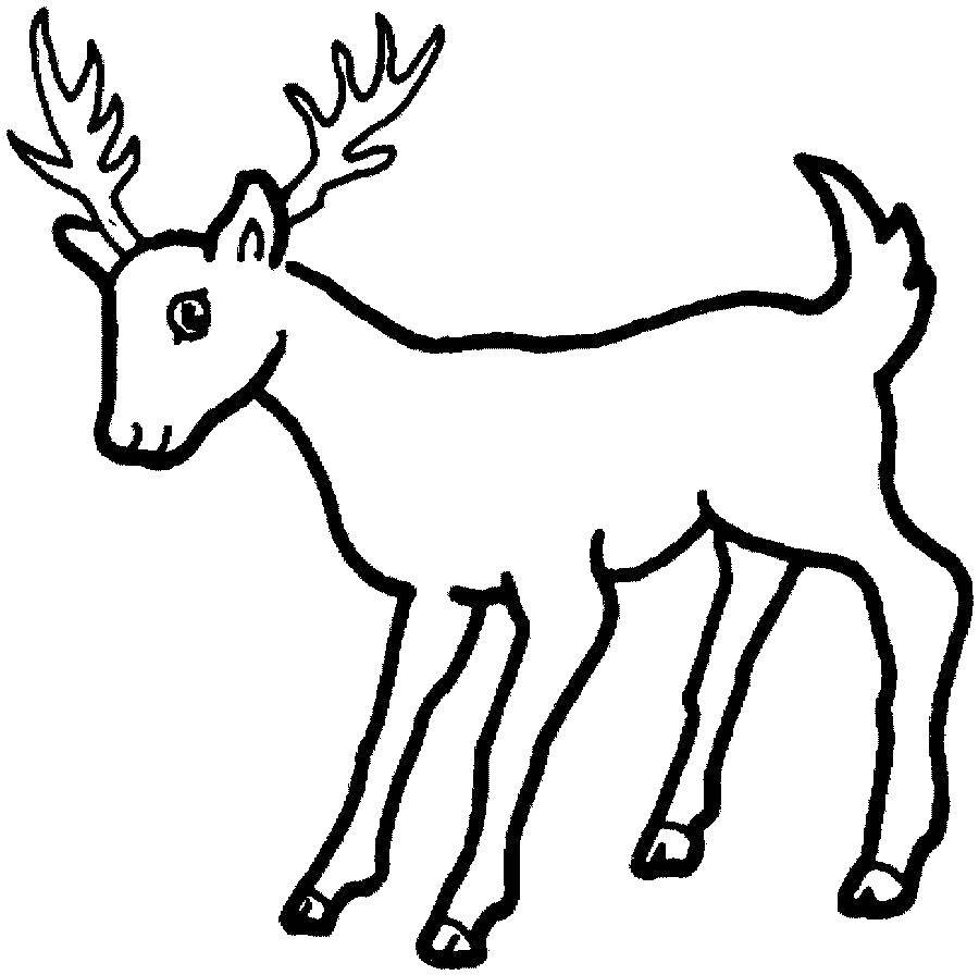 Coloring A young elk. Category animals. Tags:  Animals, elk.