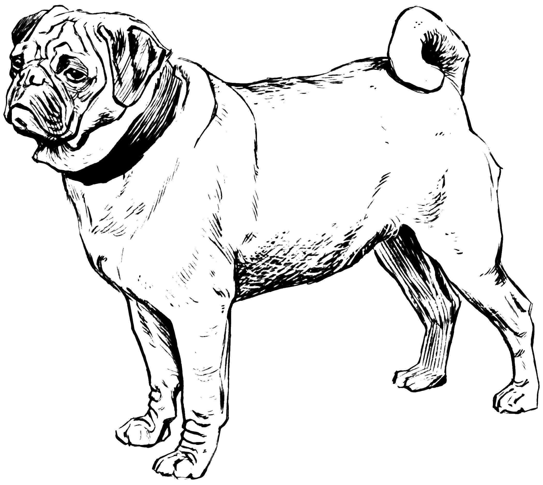 Coloring Pug. Category dogs. Tags:  pug.
