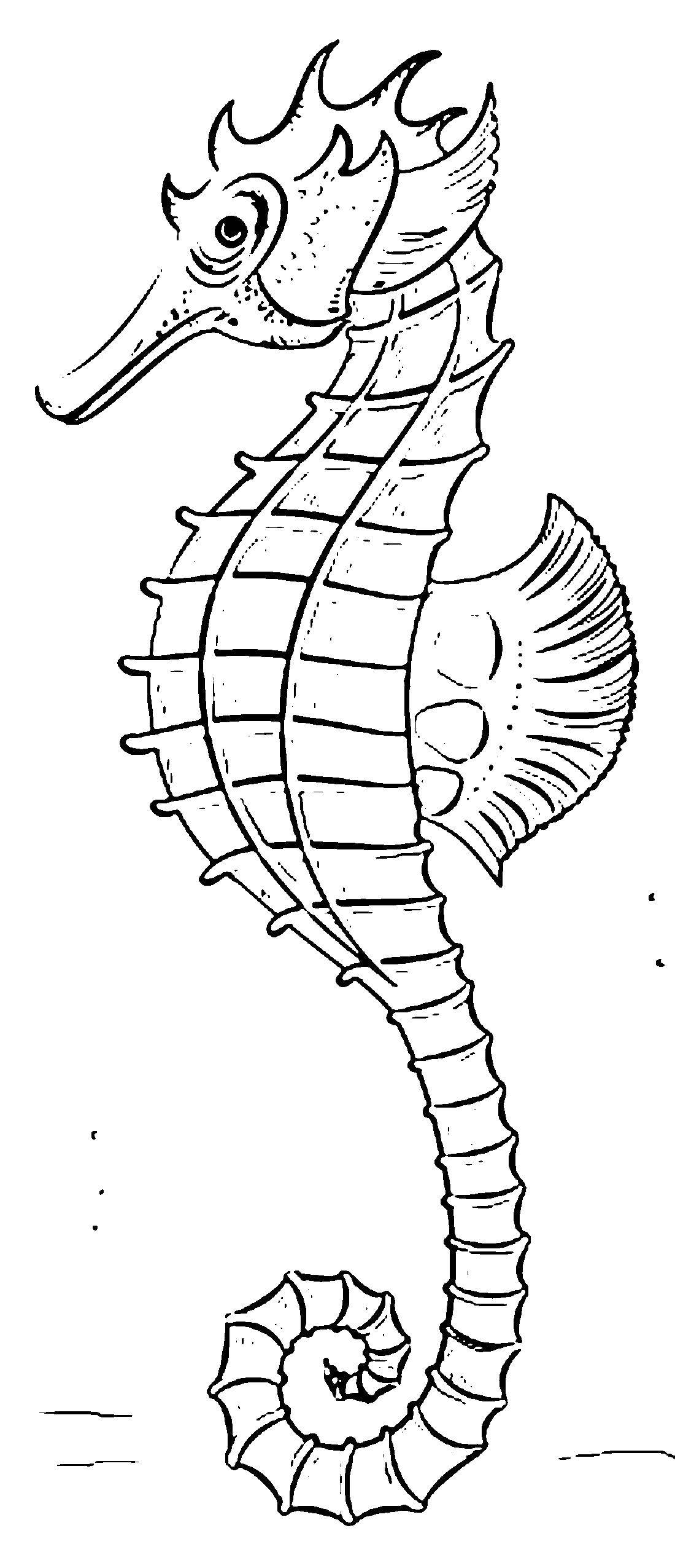 Название: Раскраска Морской конёк очень милый. Категория: морской конек. Теги: Подводный мир, морские коньки.