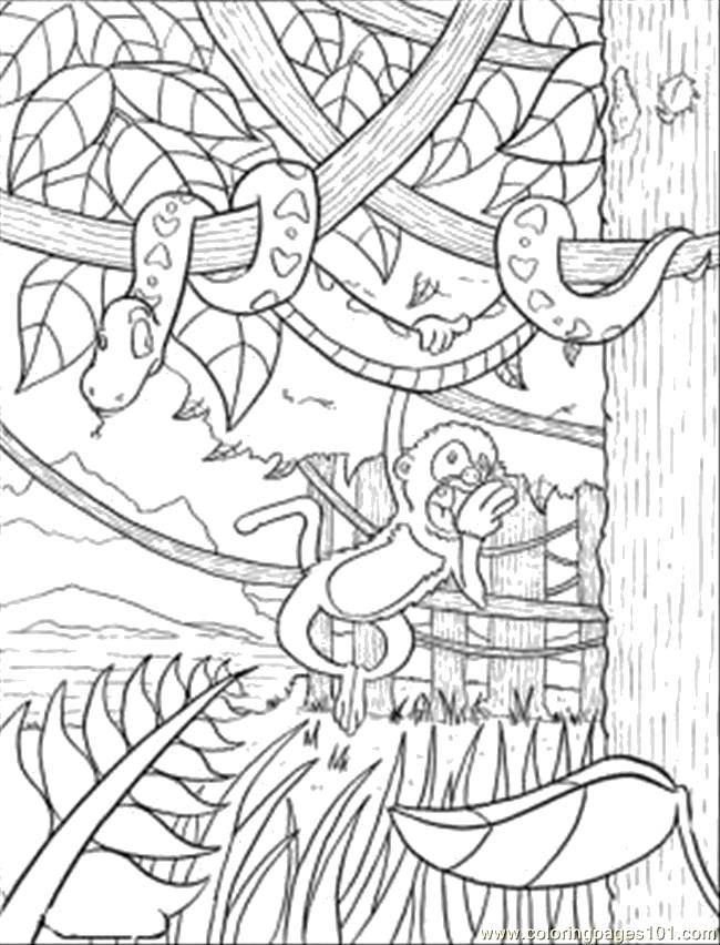 Название: Раскраска Обезьянка и змея на дереве. Категория: дикие животные. Теги: Животные.