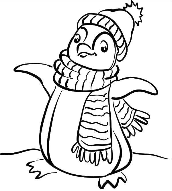 Coloring Penguin in hat and scarf. Category coloring winter. Tags:  penguin, hat, scarf.