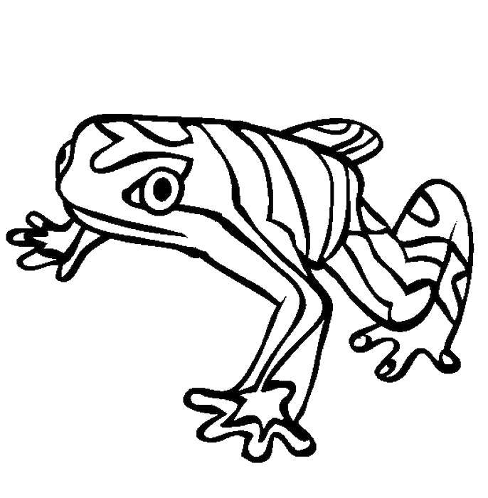 Название: Раскраска Полосатая лягушка. Категория: рептилии. Теги: Рептилия, лягушка.