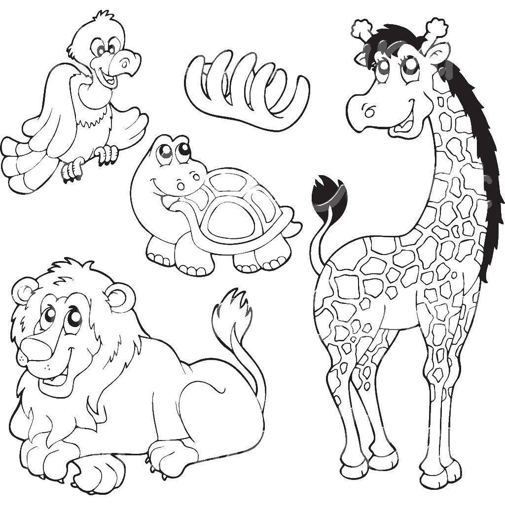 Coloring Bird, turtle, lion and giraffe are best friends. Category animals. Tags:  animal, game, fun.