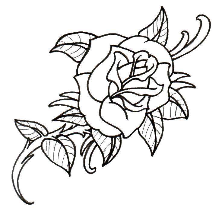 Название: Раскраска Раскрытая роза. Категория: Контуры розы. Теги: Цветы, розы.