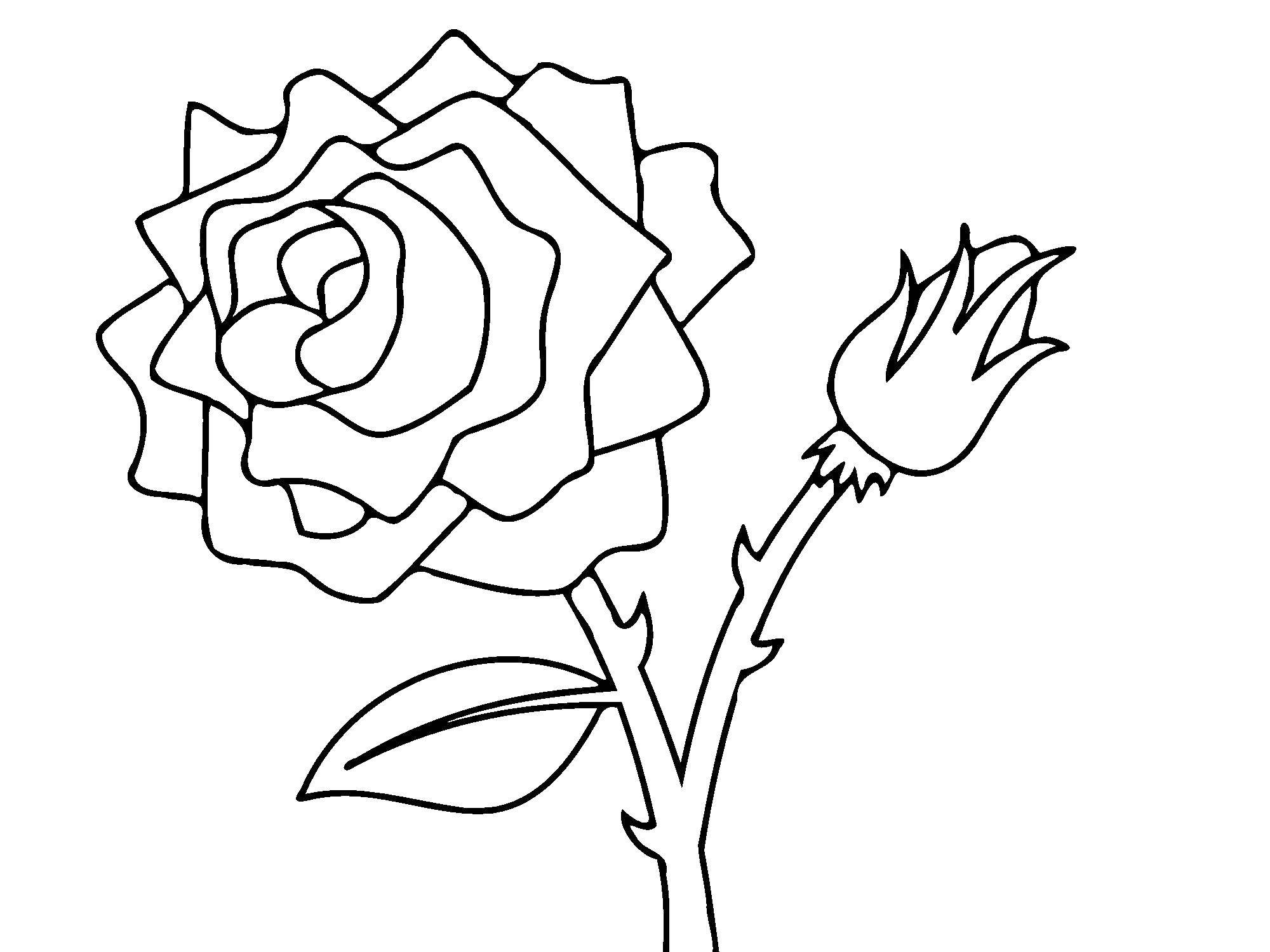 Название: Раскраска Роза и бутончик. Категория: Контуры розы. Теги: Цветы, розы.