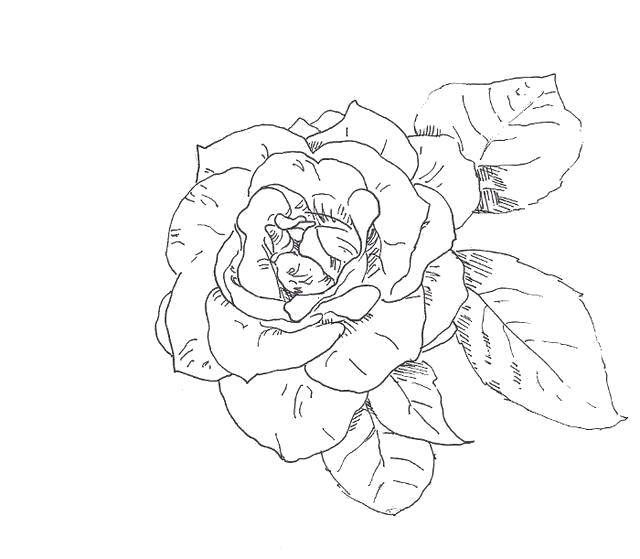 Название: Раскраска Роза и её лепестки. Категория: цветы. Теги: Цветы, розы.