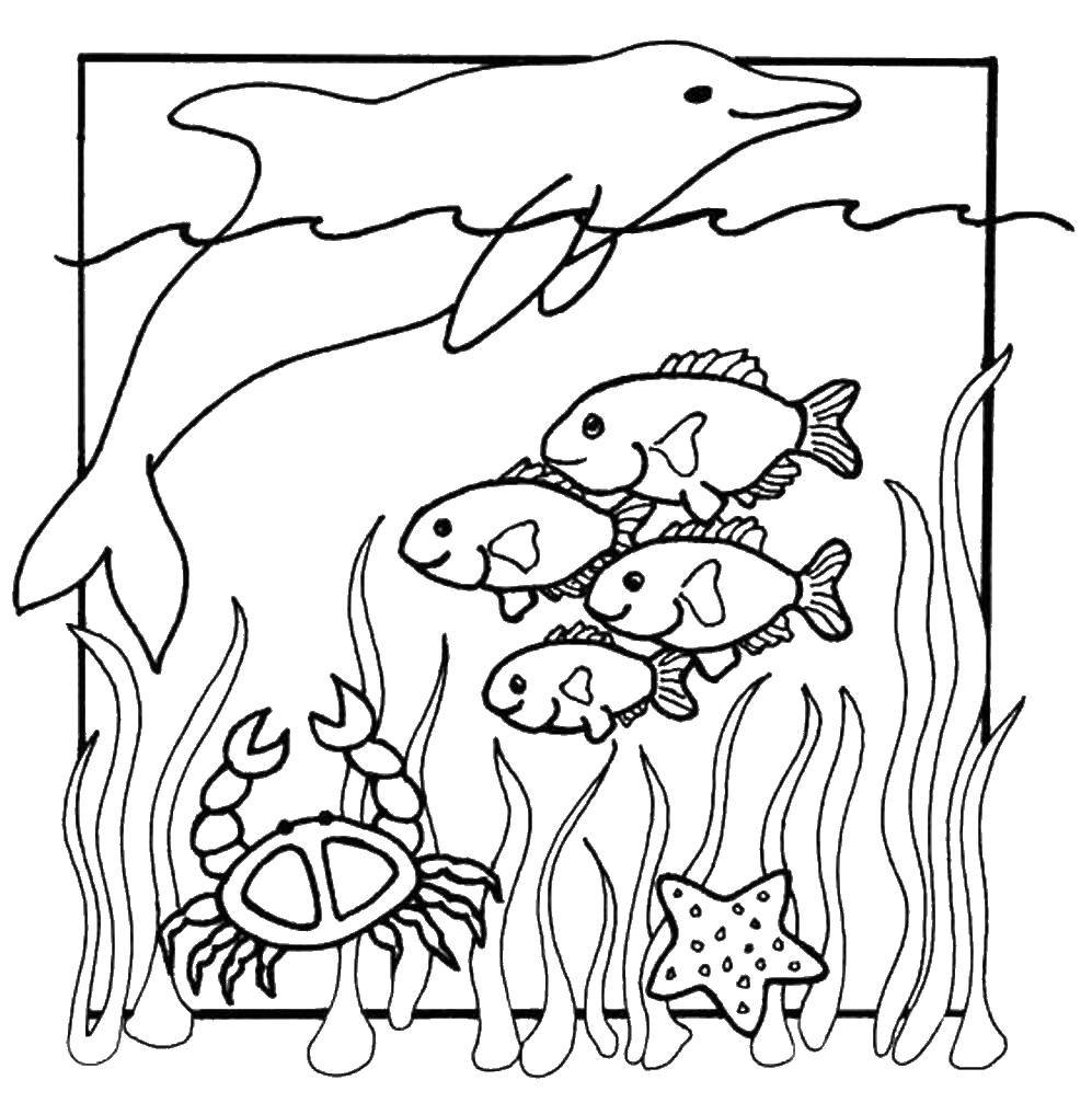 Coloring Fish swim near a crab and a Dolphin. Category marine. Tags:  Underwater world, Dolphin, fish. crab, starfish.