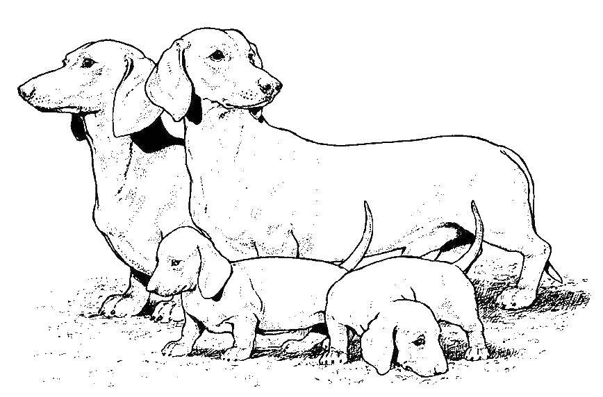Coloring Puppies Dachshund near my parents. Category animals. Tags:  Animals, dog, Dachshund.