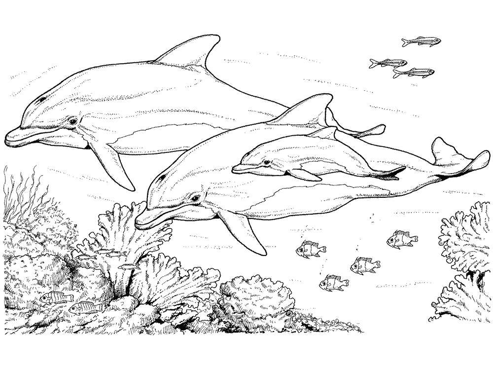 Название: Раскраска Семья дельфинов. Категория: дельфин. Теги: Подводный мир, дельфин.