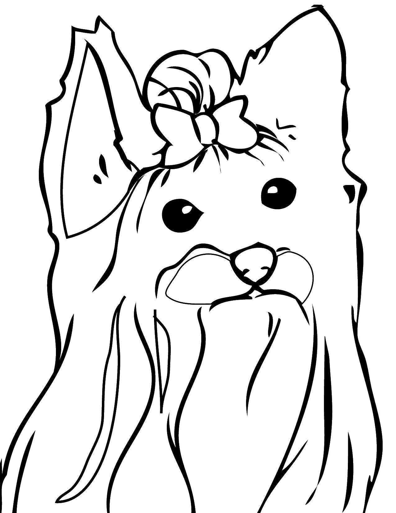 Coloring Shih Tzu. Category dogs. Tags:  the dog, Shea.