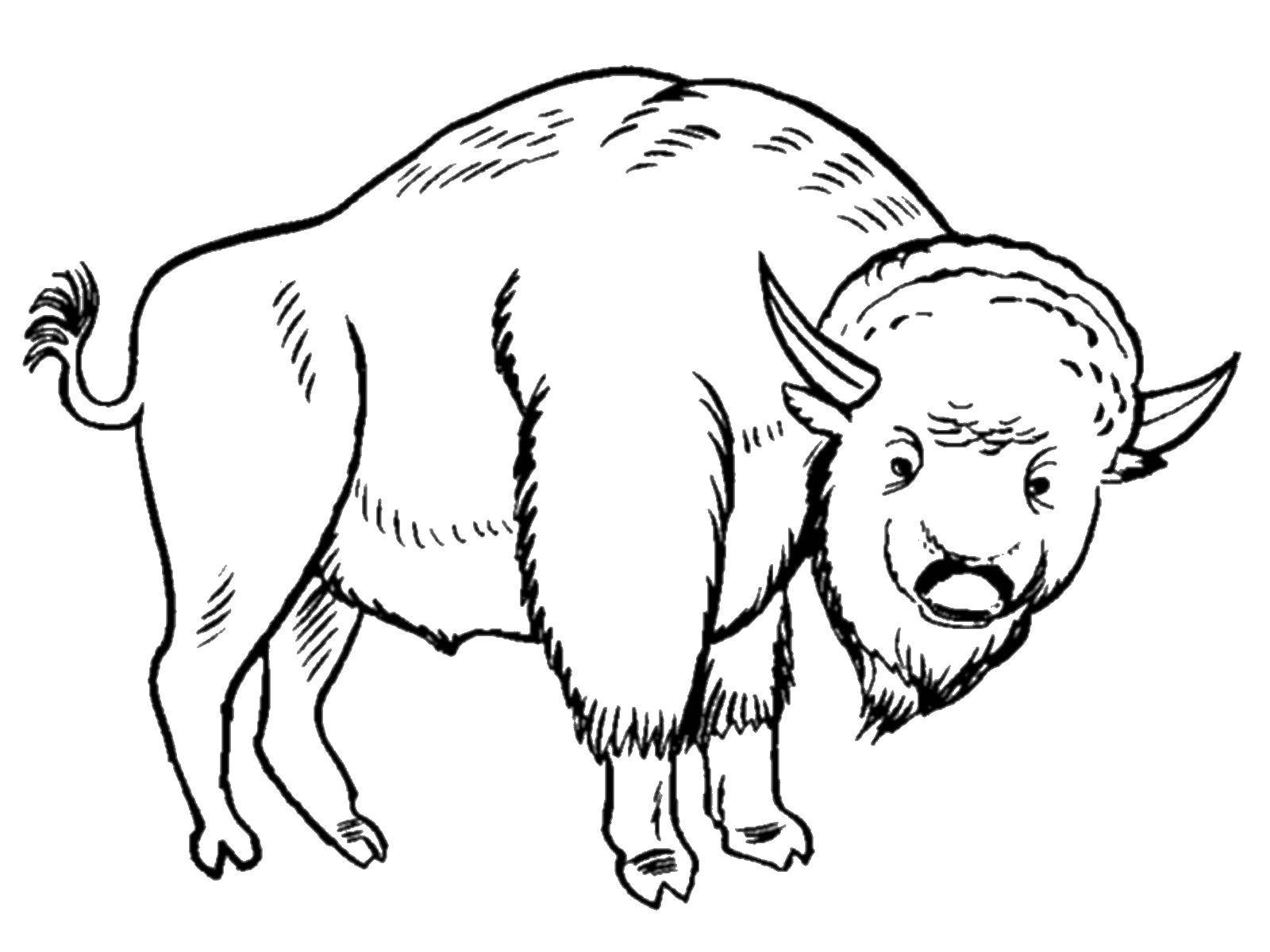 Название: Раскраска Сильный буйвол. Категория: животные. Теги: Животные, буйвол.