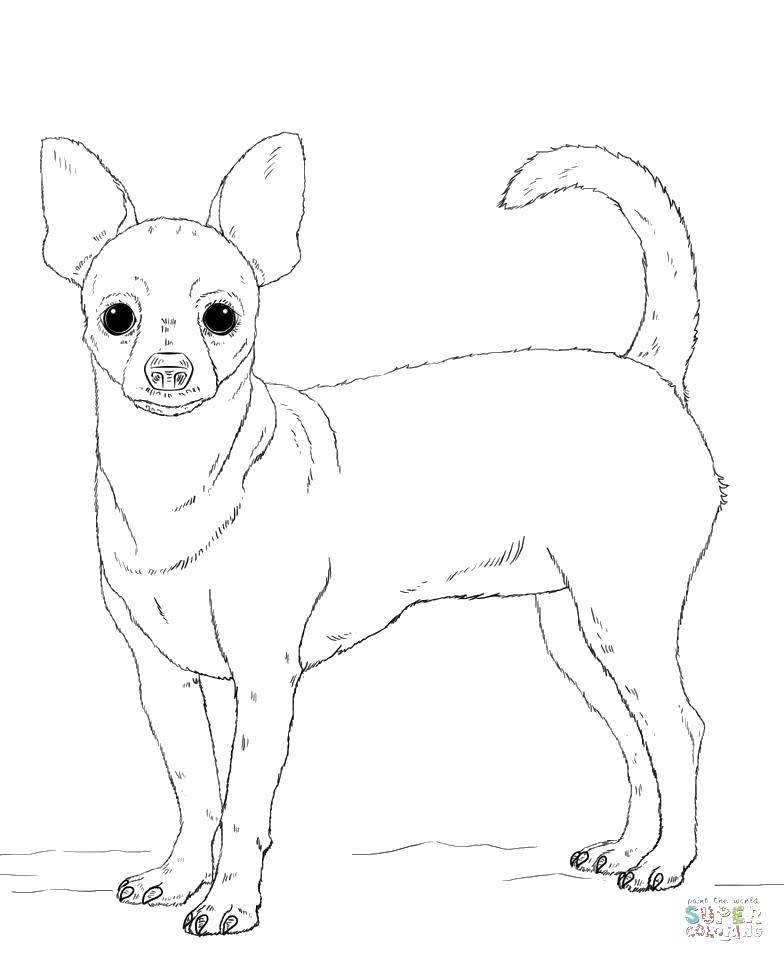Coloring Funny breed. Category Animals. Tags:  Animals, dog.