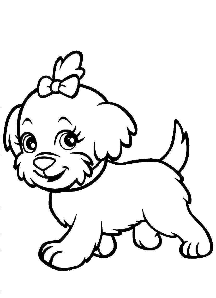 Coloring Doggy with a bow. Category animals. Tags:  the dog.