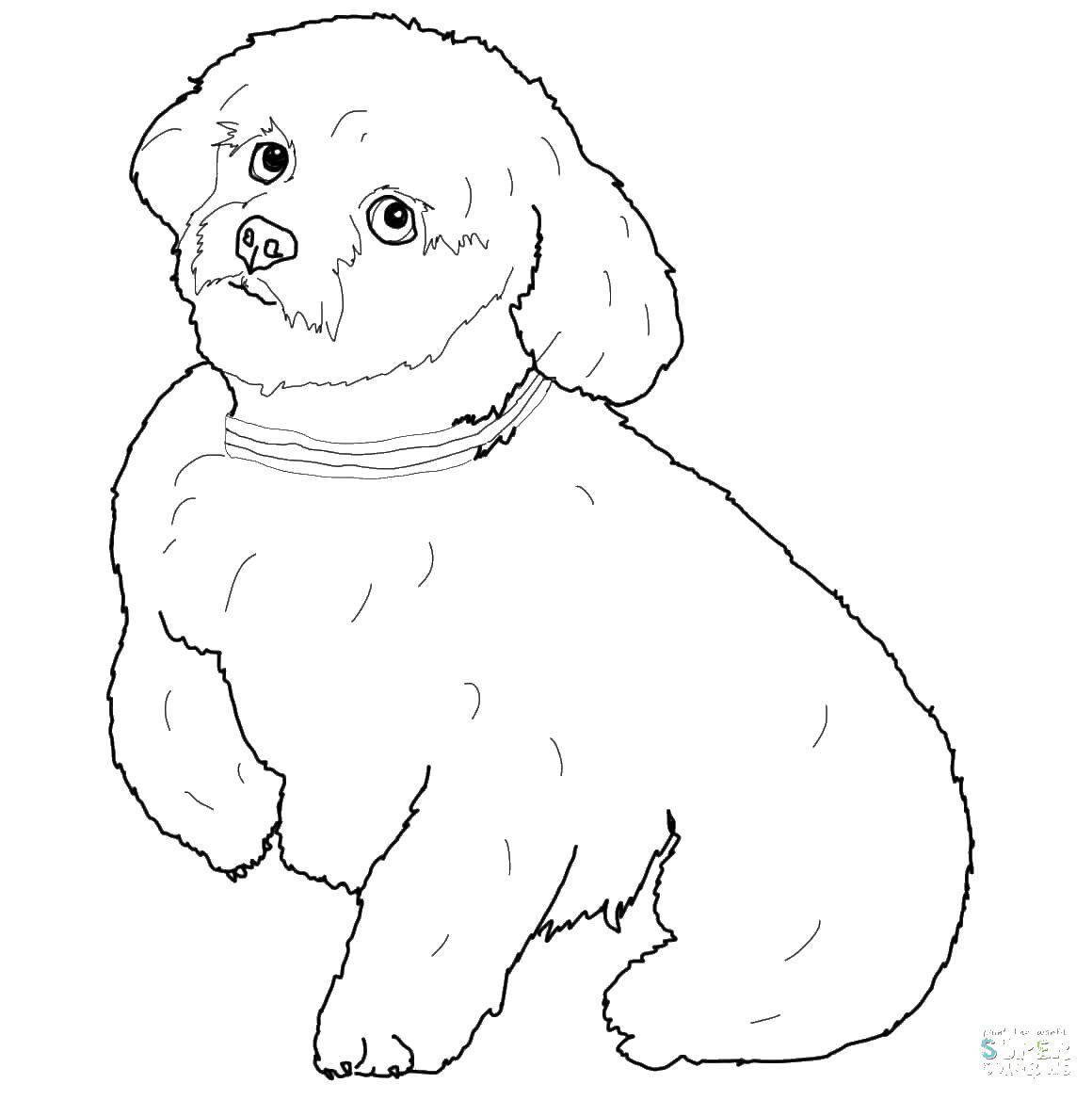 Coloring Dog. Category animals. Tags:  the dog.