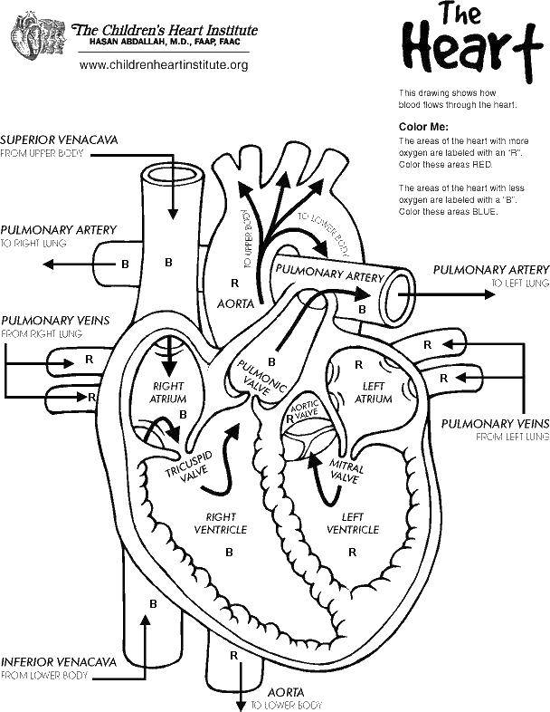 Coloring The structure of the heart. Category man. Tags:  heart, people.