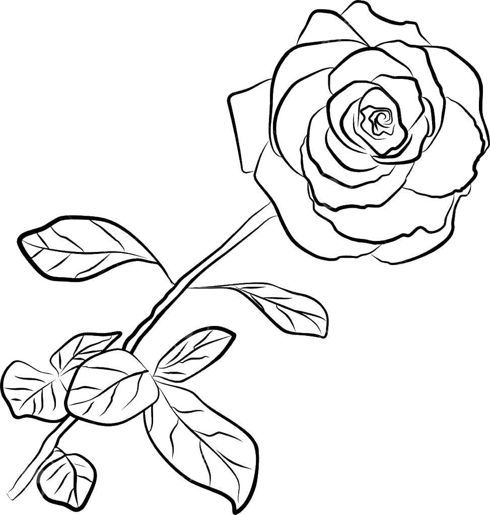 Название: Раскраска Тонкий стебель розы. Категория: цветы. Теги: Цветы, розы.