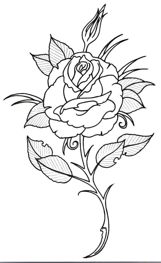 Coloring Rose flower. Category flowers. Tags:  Flowers, roses.