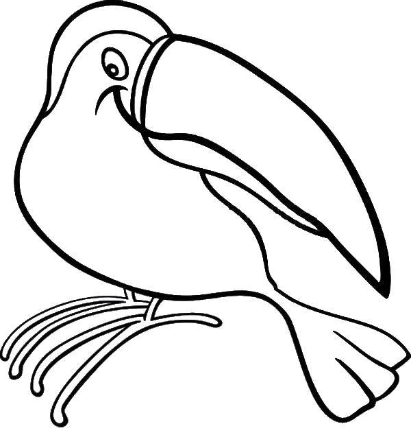 Название: Раскраска Тукан с большим клювом. Категория: птицы. Теги: тукан, клюв, цветы.