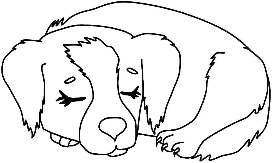 Название: Раскраска Уставший щенок наигрался и лёг спать. Категория: животные. Теги: Животные, собака.