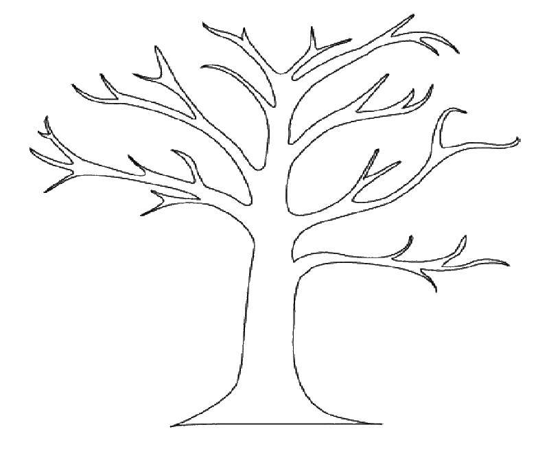 Название: Раскраска Ветки и дерево. Категория: Контур дерева. Теги: контур, дерево, ветки.