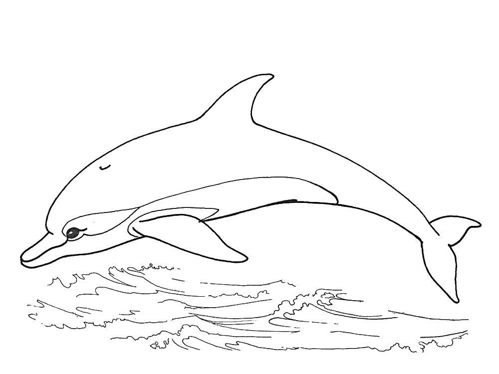 Название: Раскраска Вода и дельфин. Категория: дельфин. Теги: дельфин, вода, хвост.