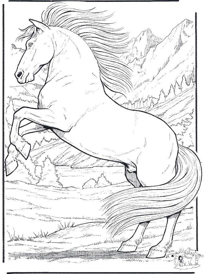 Coloring Wild horse. Category Wild animals. Tags:  the horse, mane, tail.