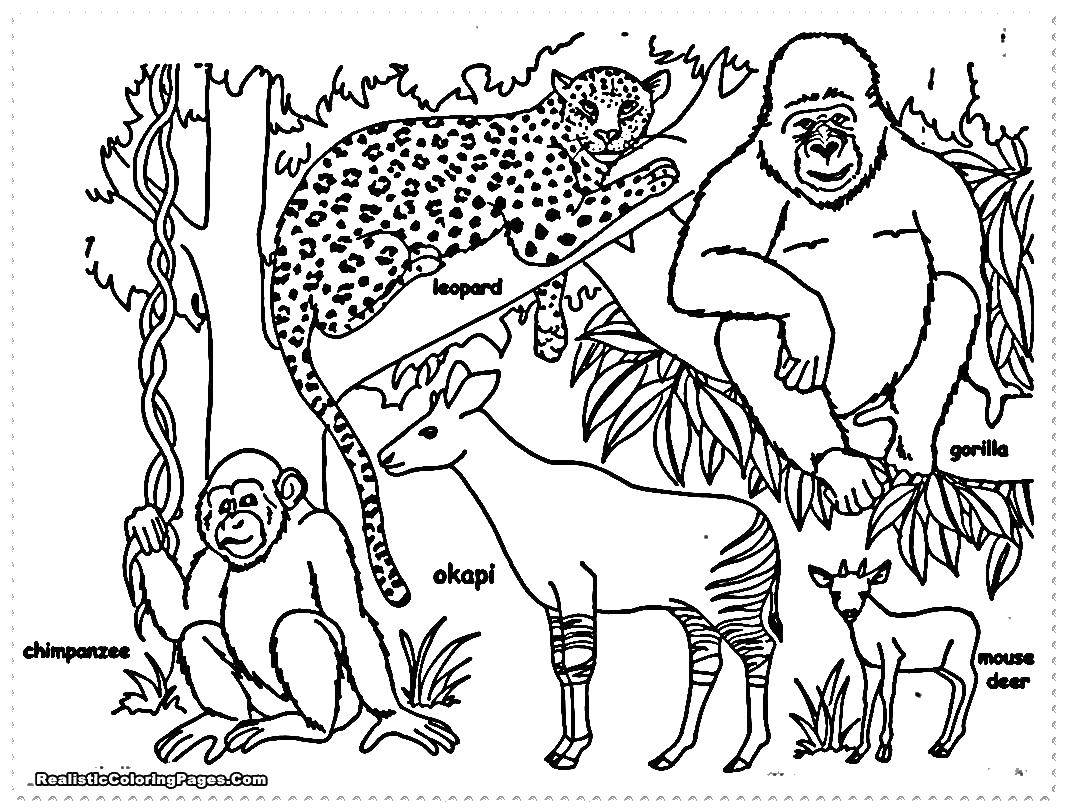 Название: Раскраска Дикие животные на английском. Категория: Дикие животные. Теги: леопард, шимпанзе, горилла.