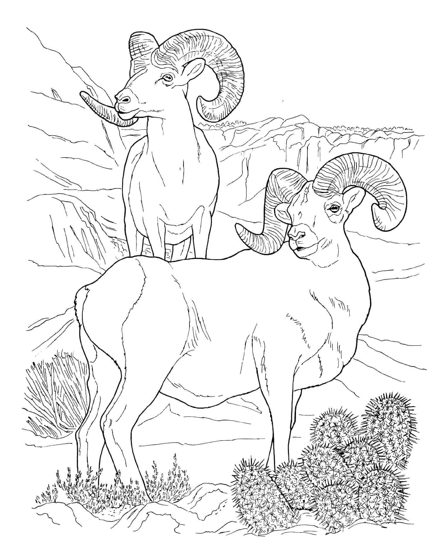 Название: Раскраска Два горных барана. Категория: Дикие животные. Теги: баран, кактус, рога.