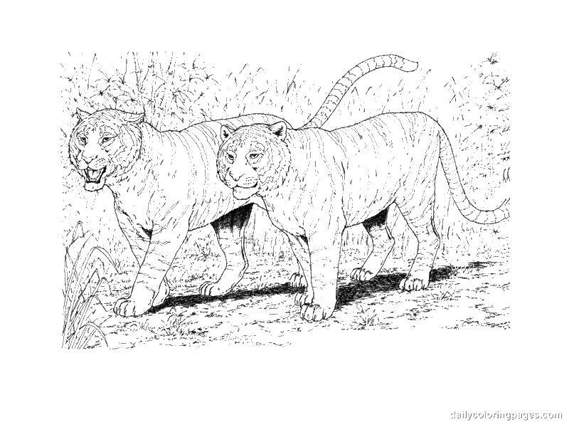 Название: Раскраска Два тигра в лесу. Категория: Дикие животные. Теги: тигр, лес, лапы.