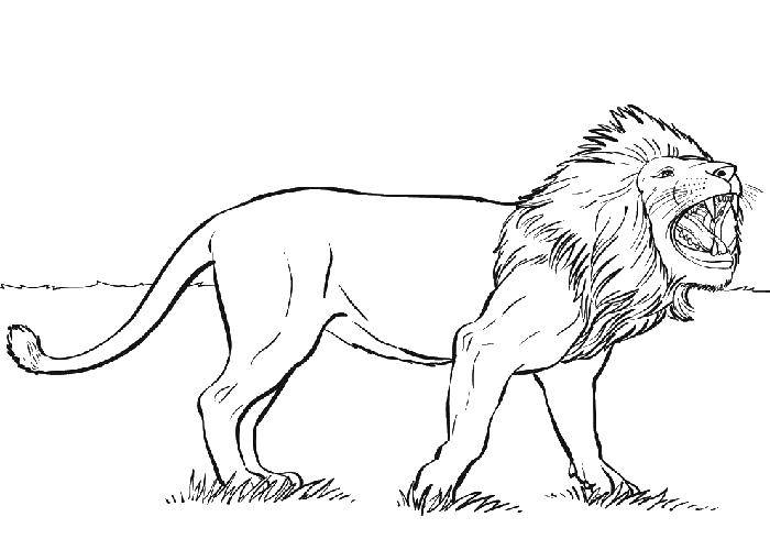 Название: Раскраска Красивый лев. Категория: Дикие животные. Теги: дикие животные, львы, кошачьи.