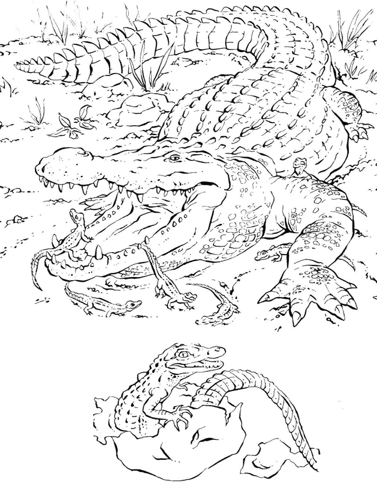 Название: Раскраска Крокодил и его детеныши. Категория: Дикие животные. Теги: крокодил, детеныши, скорлупа.