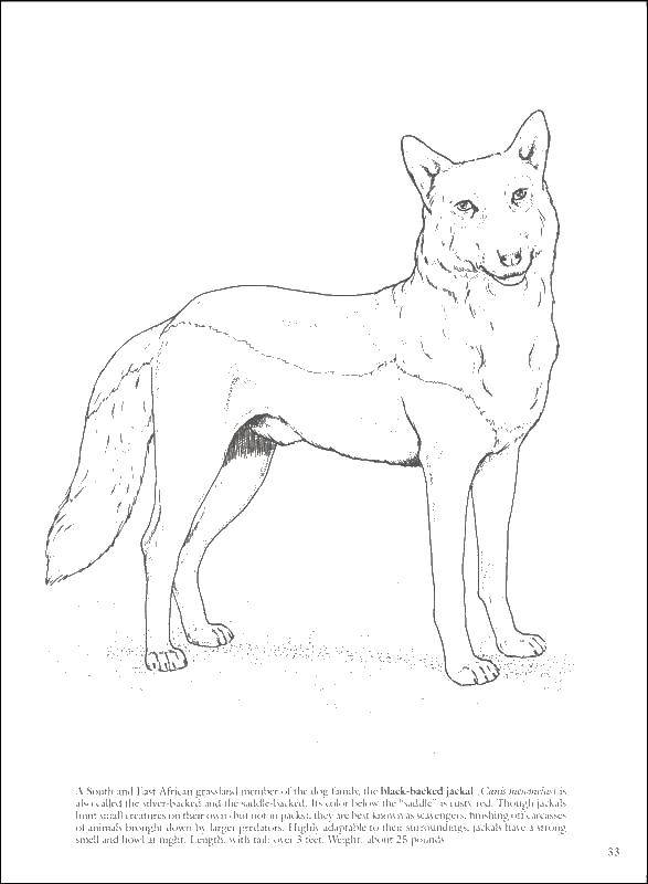 Coloring Fox drawn with a pencil. Category Wild animals. Tags:  Fox, tail, ears.