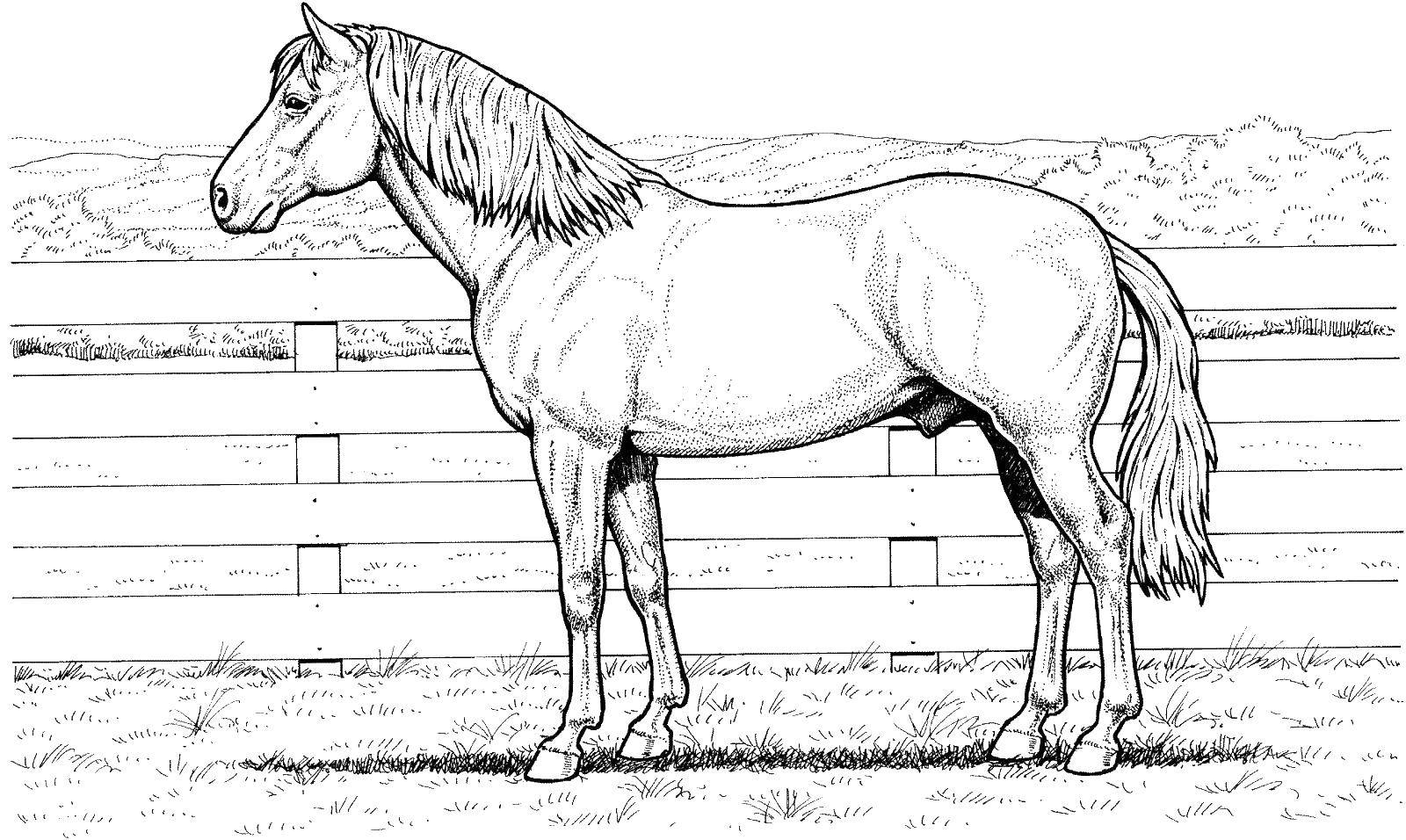 Название: Раскраска Лошадь и загон. Категория: лошади. Теги: лошадь, забор, загон.