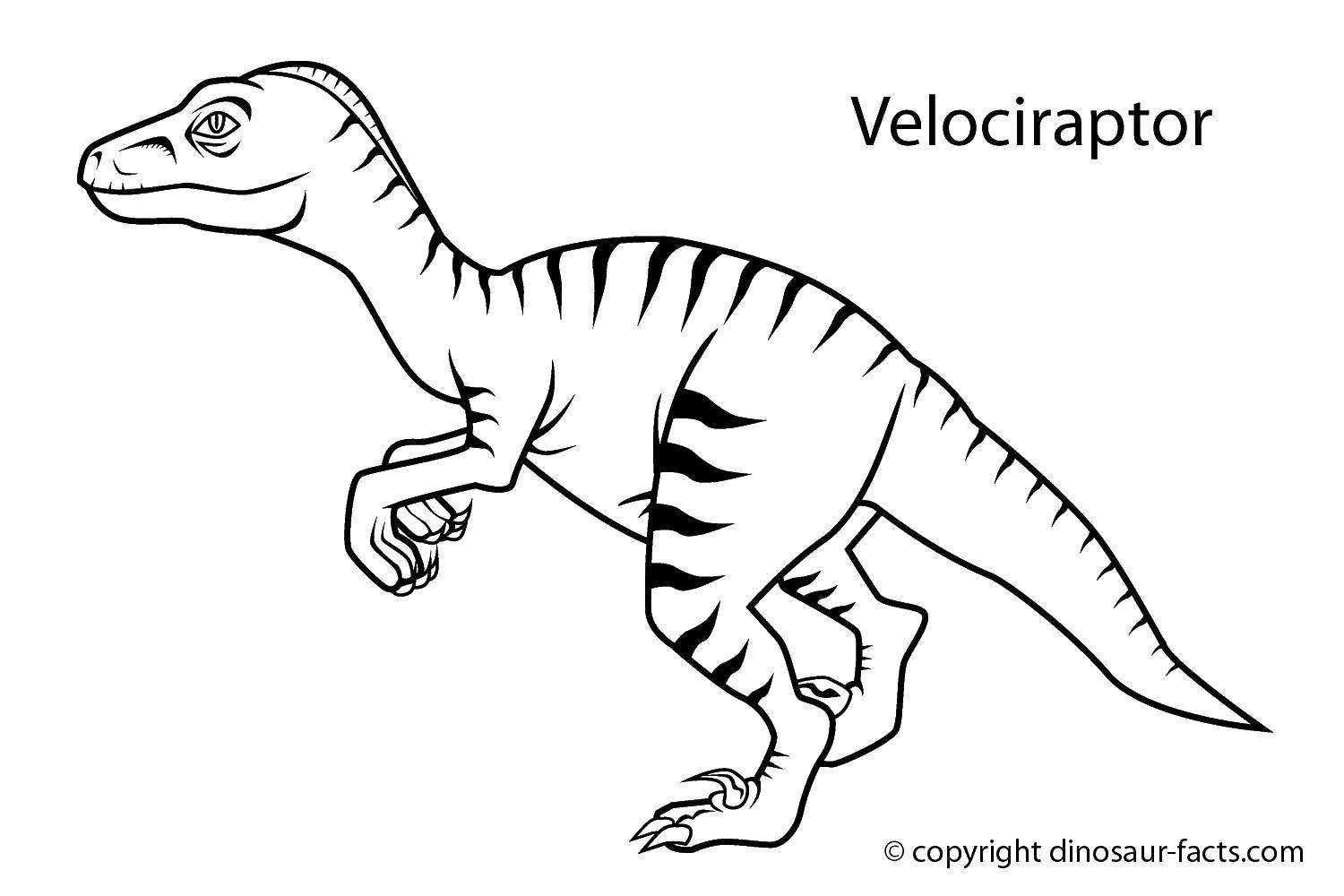 Название: Раскраска Маленький велоцираптор. Категория: динозавр. Теги: Велоцираптор, динозавр.