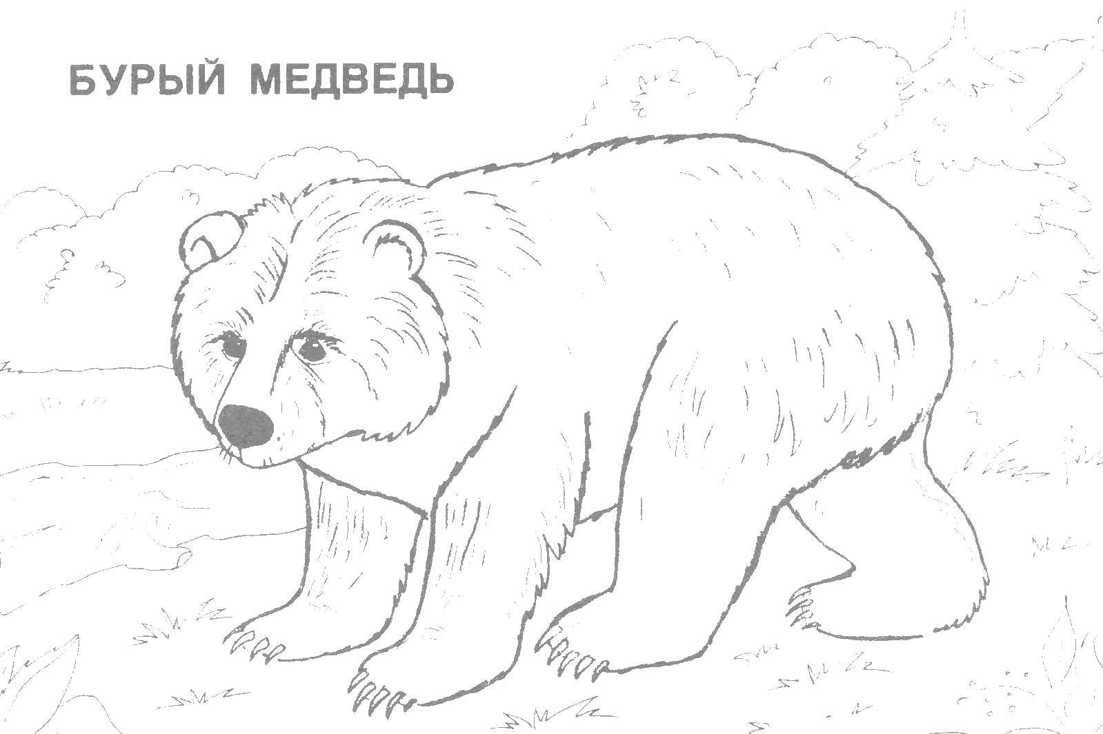 Название: Раскраска Медведь бурый. Категория: Дикие животные. Теги: медведь, лапы.
