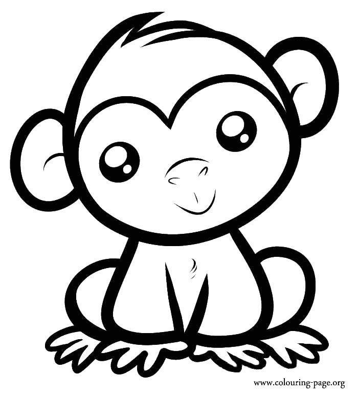 Название: Раскраска Милашка обезьянка. Категория: Животные. Теги: животные, обезьяны, макаки.