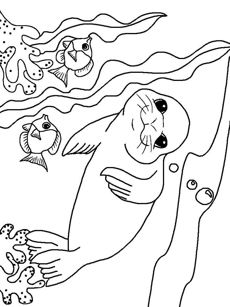 Coloring The walrus and the fish. Category sea animals. Tags:  sea animals, animals, walrus.