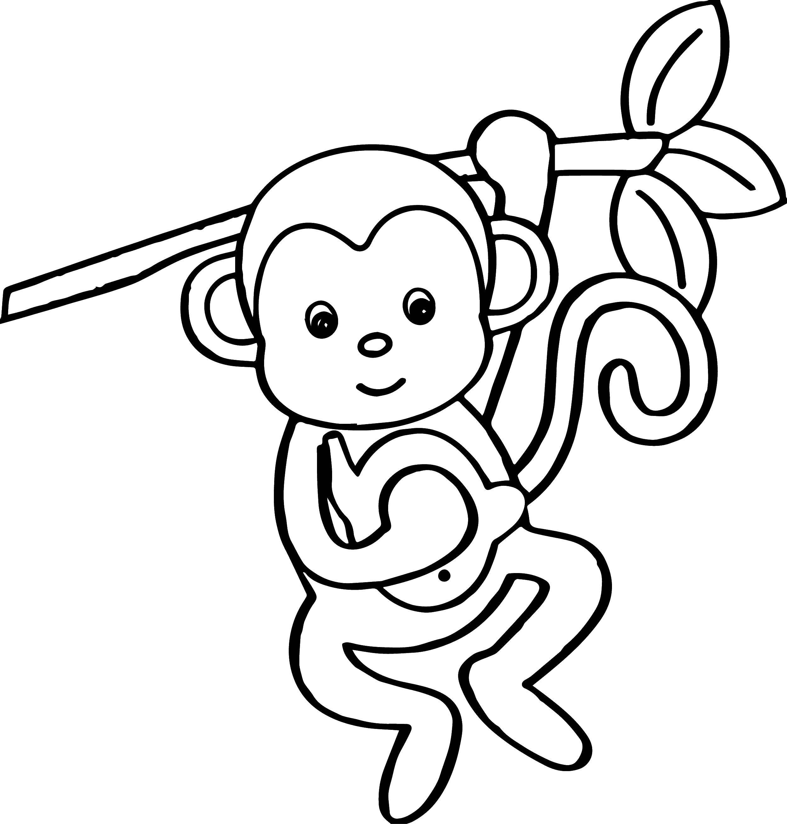 Coloring Monkey on a branch. Category Animals. Tags:  animals, monkeys, macaques.